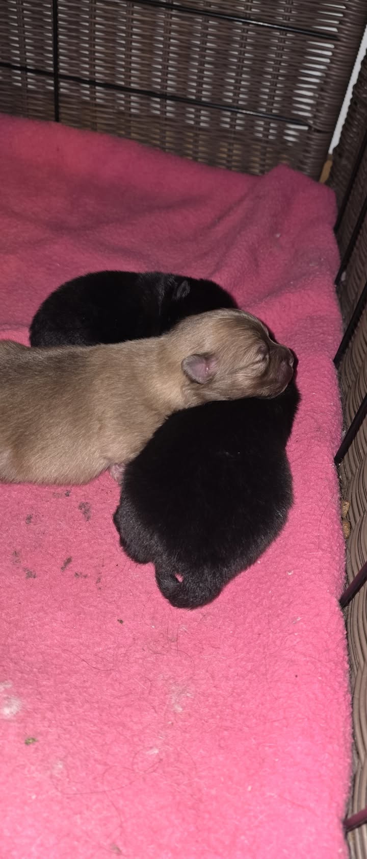 Anita’s Puppy Palace Mobile Pet Grooming And Boarding Kennels