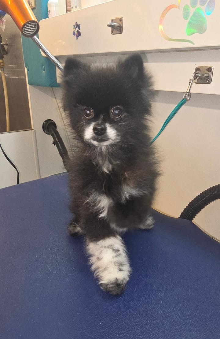 Anita’s Puppy Palace Mobile Pet Grooming And Boarding Kennels