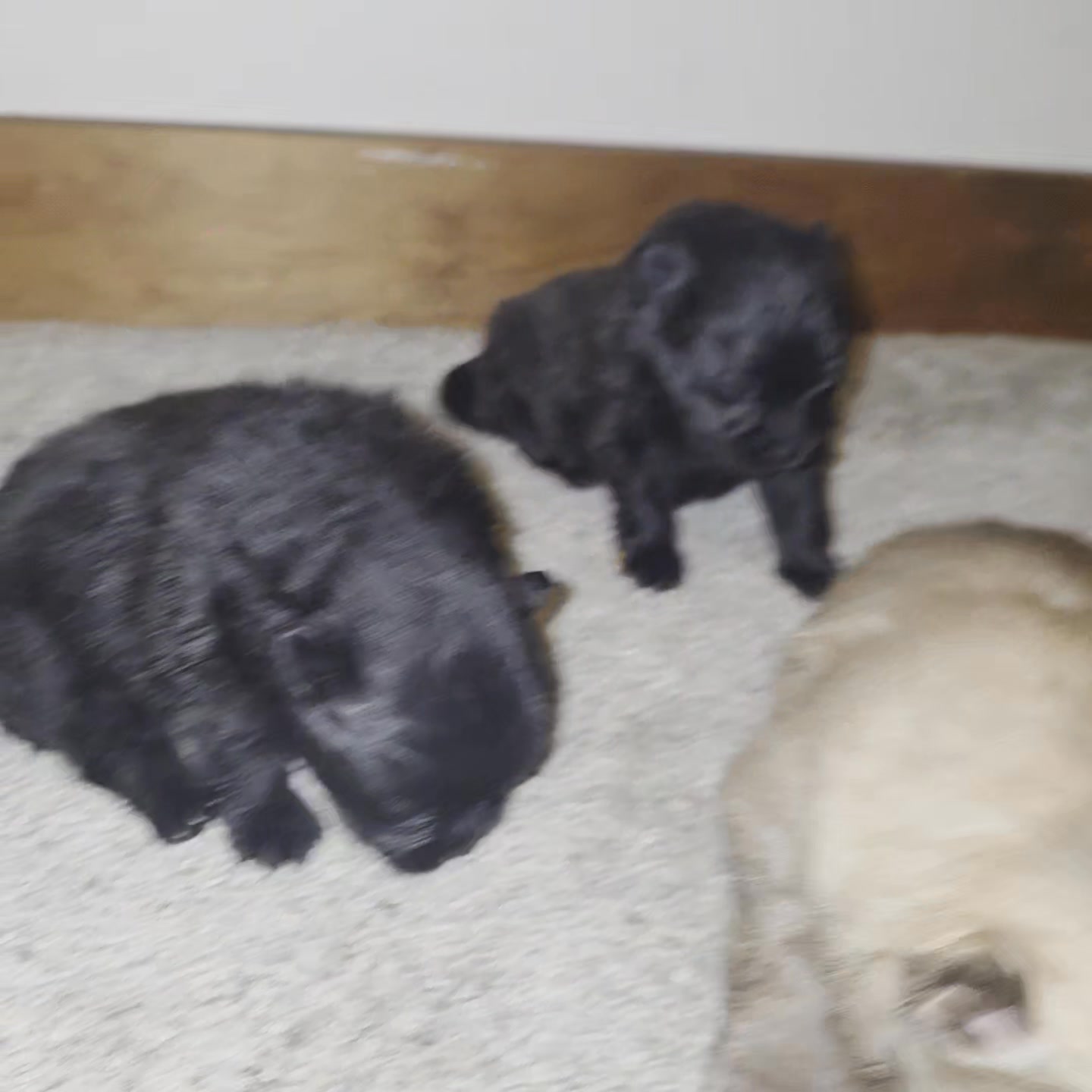 Anita’s Puppy Palace Mobile Pet Grooming And Boarding Kennels