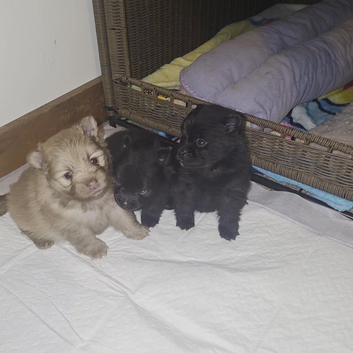Anita’s Puppy Palace Mobile Pet Grooming And Boarding Kennels