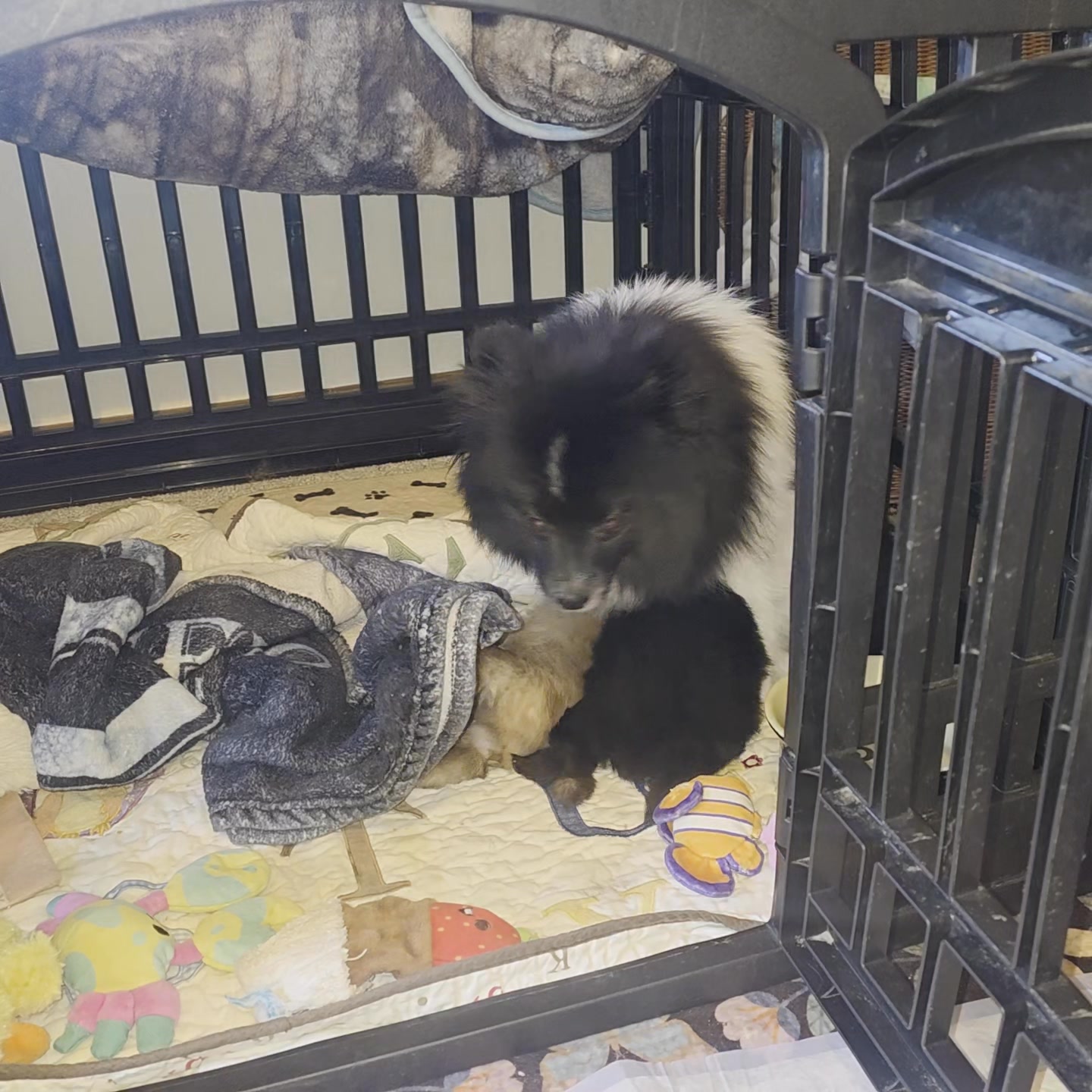 Anita’s Puppy Palace Mobile Pet Grooming And Boarding Kennels
