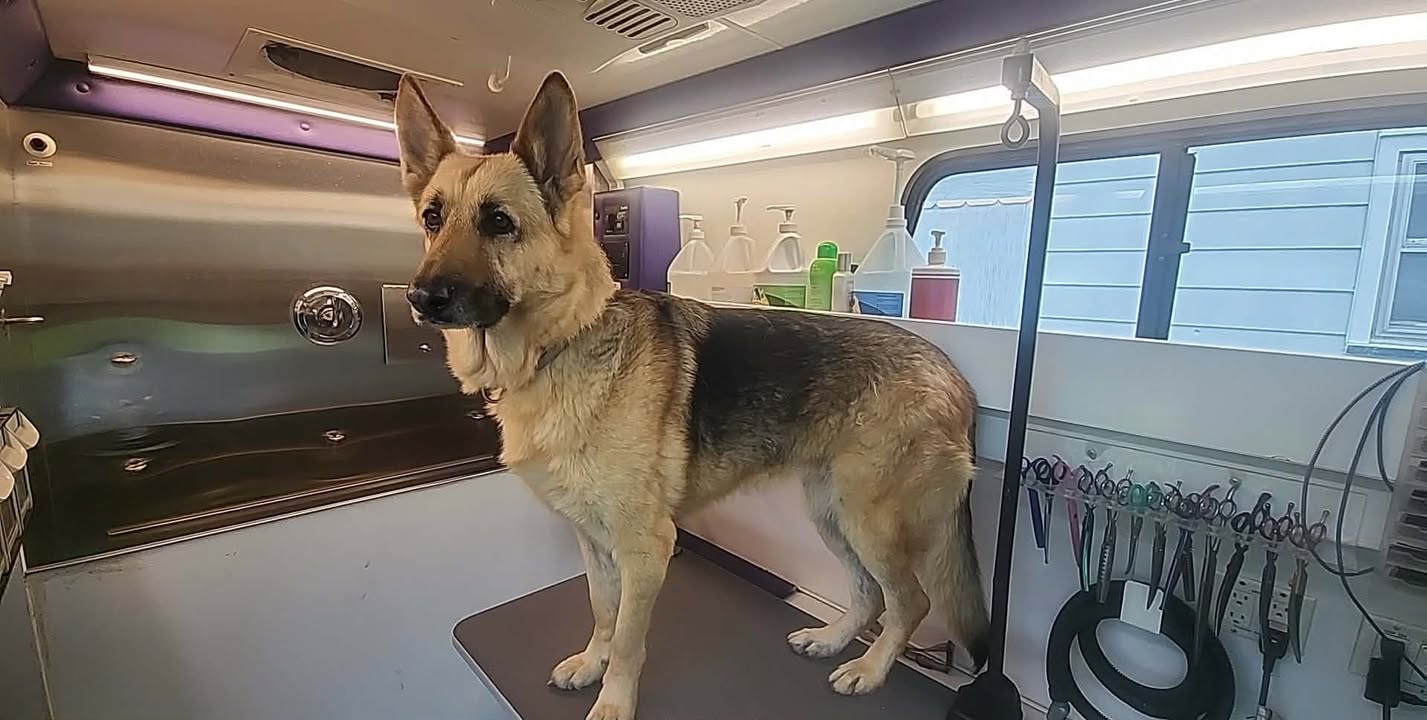 Anita’s Puppy Palace Mobile Pet Grooming And Boarding Kennels