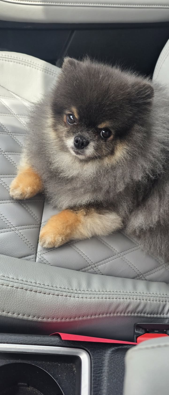Anita’s Puppy Palace Mobile Pet Grooming And Boarding Kennels