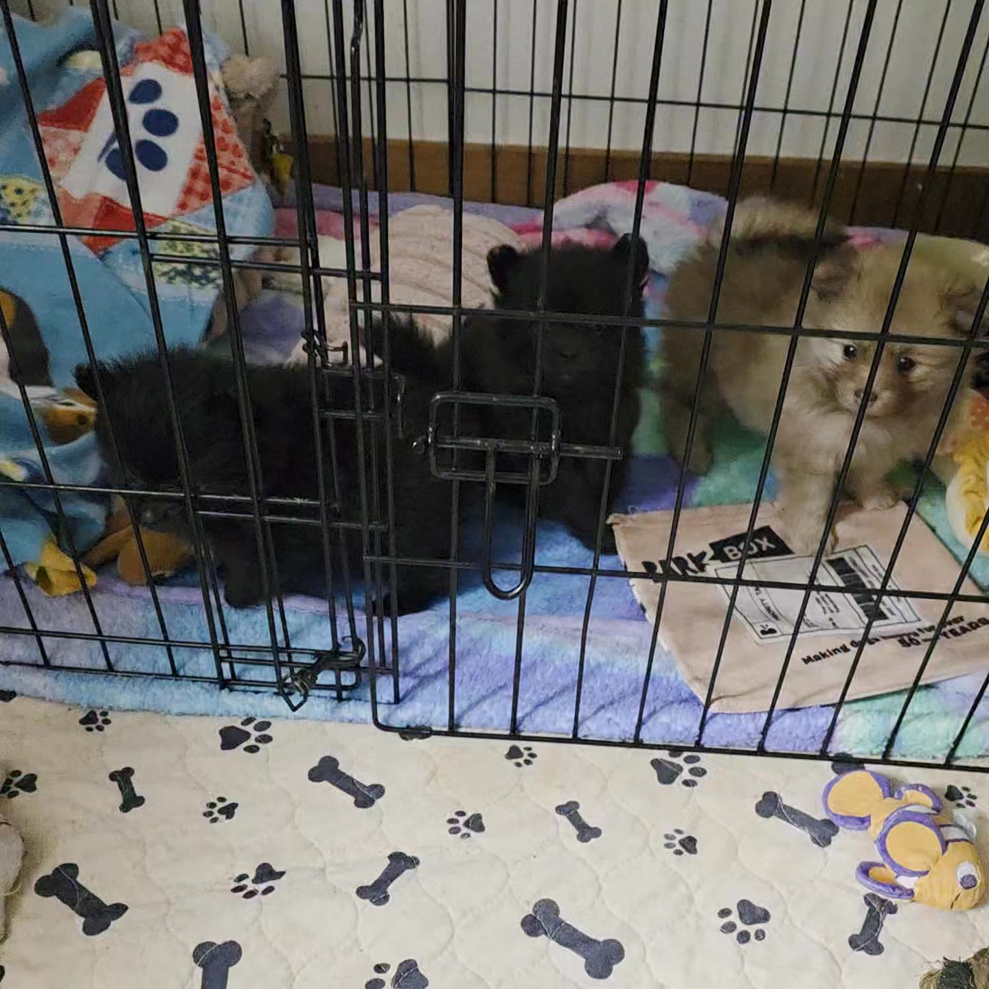 Anita’s Puppy Palace Mobile Pet Grooming And Boarding Kennels