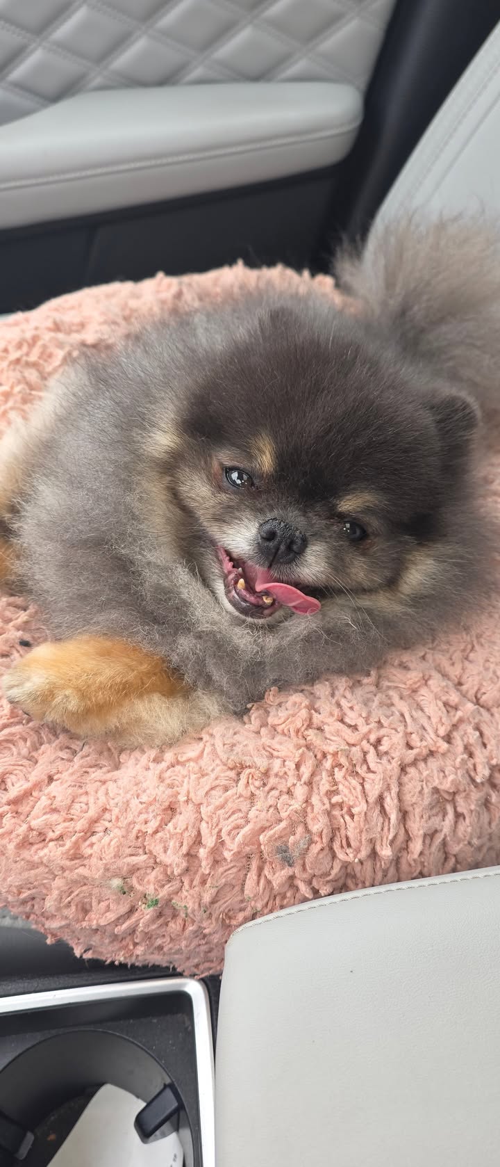 Anita’s Puppy Palace Mobile Pet Grooming And Boarding Kennels