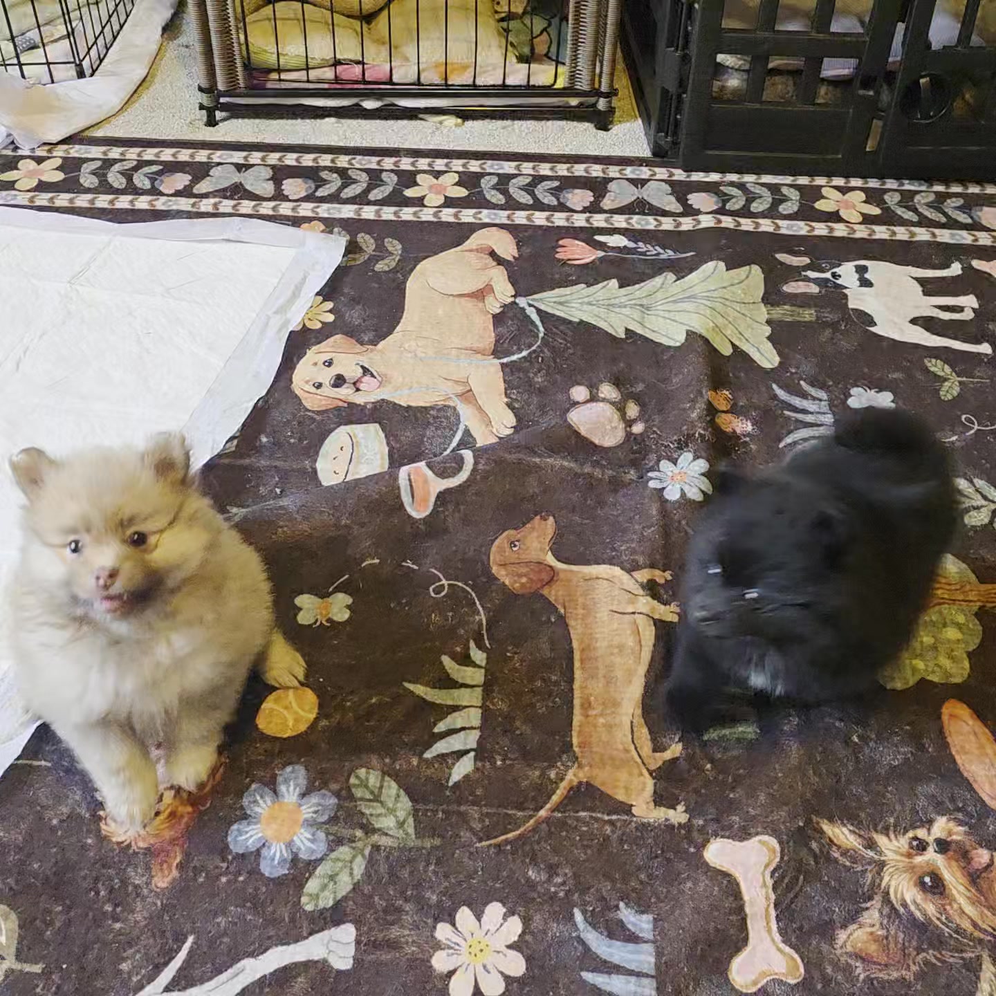 Anita’s Puppy Palace Mobile Pet Grooming And Boarding Kennels