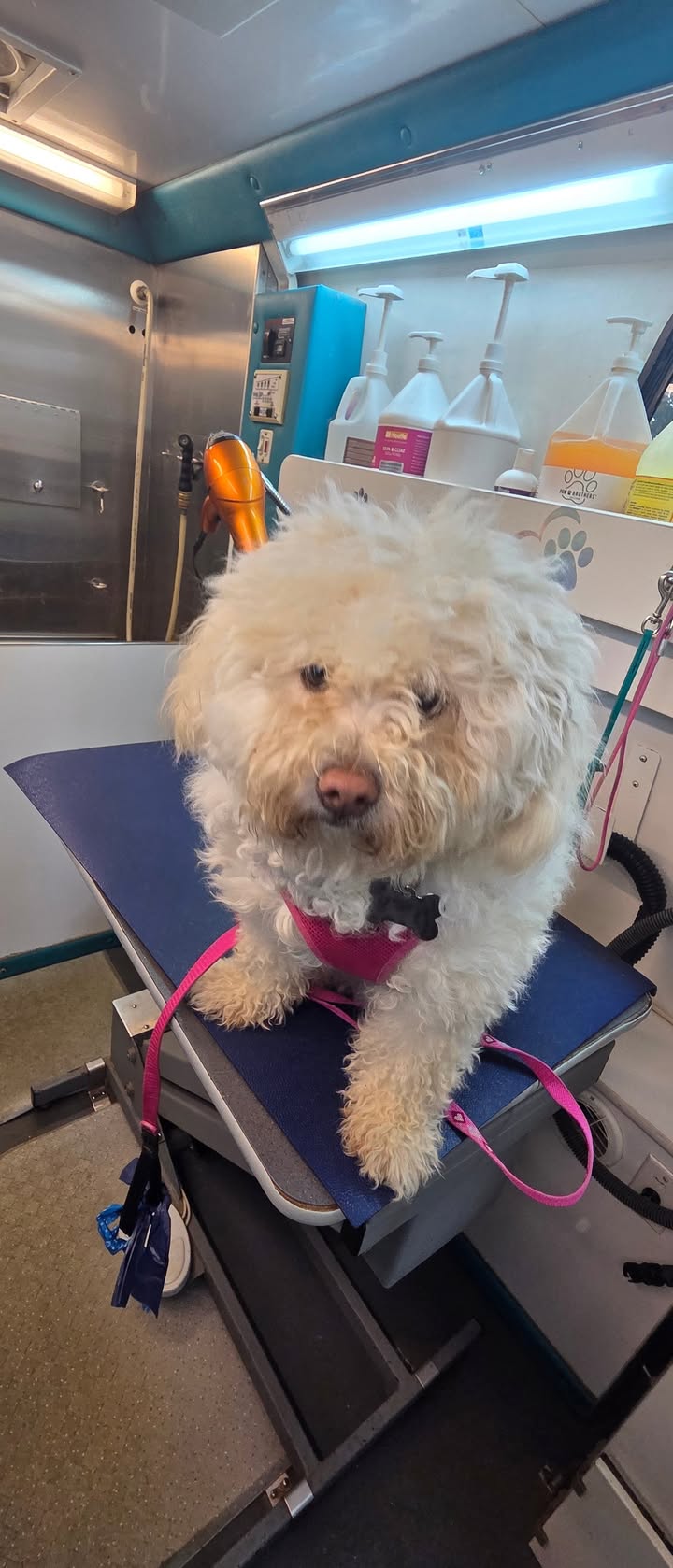 Anita’s Puppy Palace Mobile Pet Grooming And Boarding Kennels
