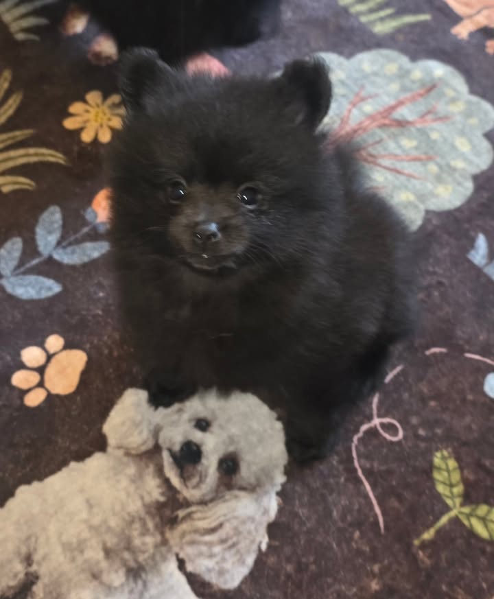 Anita’s Puppy Palace Mobile Pet Grooming And Boarding Kennels
