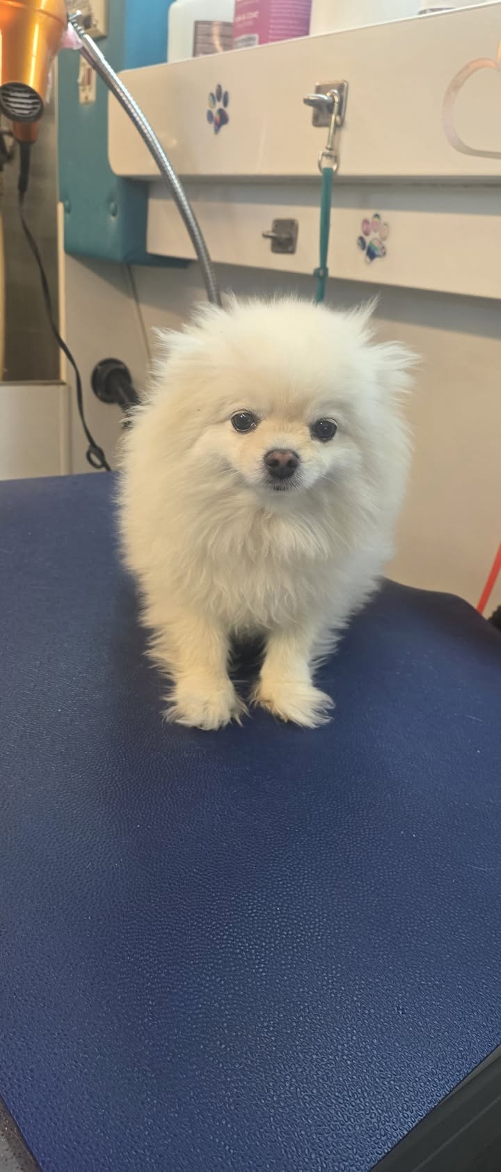 Anita’s Puppy Palace Mobile Pet Grooming And Boarding Kennels