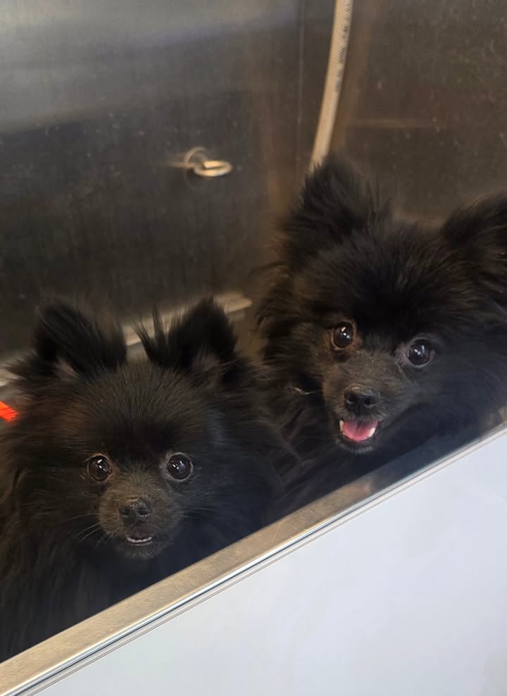 Anita’s Puppy Palace Mobile Pet Grooming And Boarding Kennels