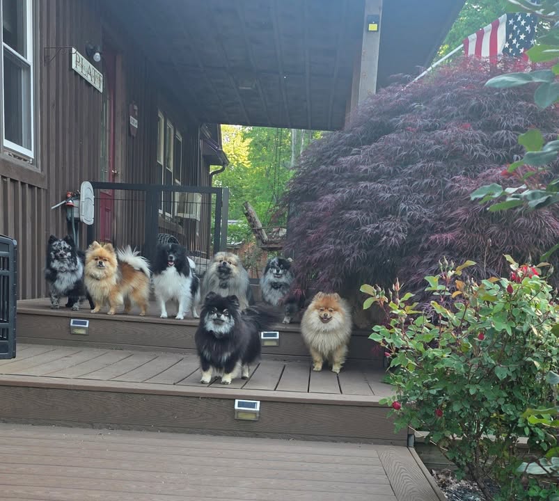 Anita’s Puppy Palace Mobile Pet Grooming And Boarding Kennels