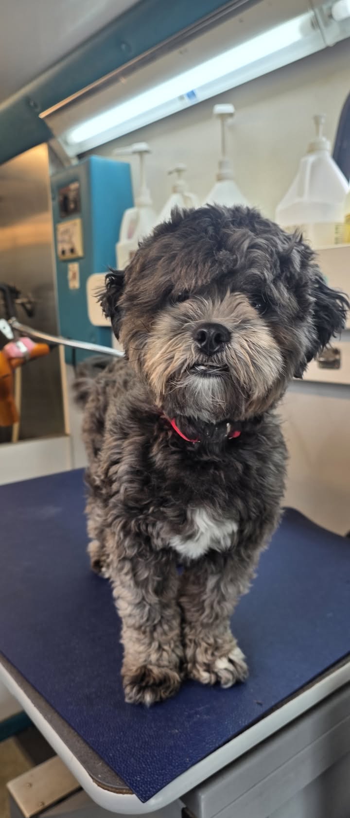 Anita’s Puppy Palace Mobile Pet Grooming And Boarding Kennels