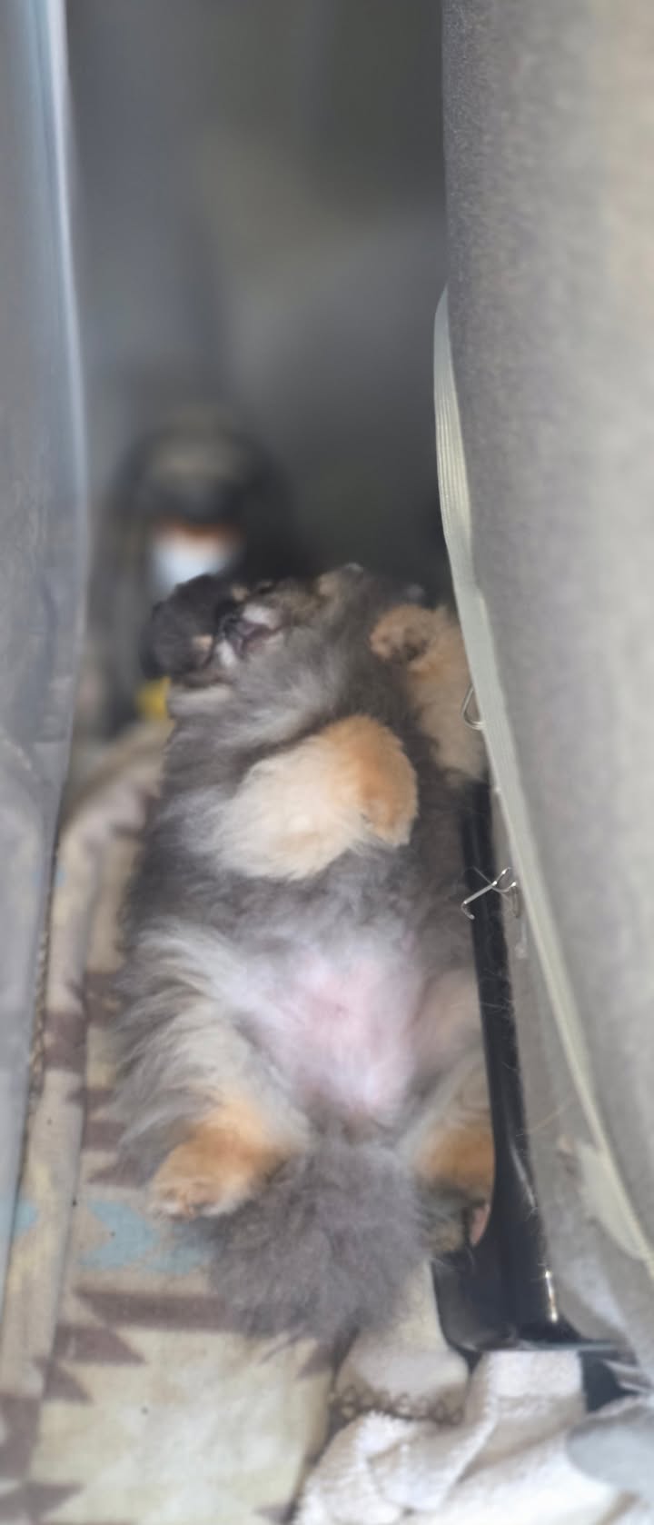 Anita’s Puppy Palace Mobile Pet Grooming And Boarding Kennels