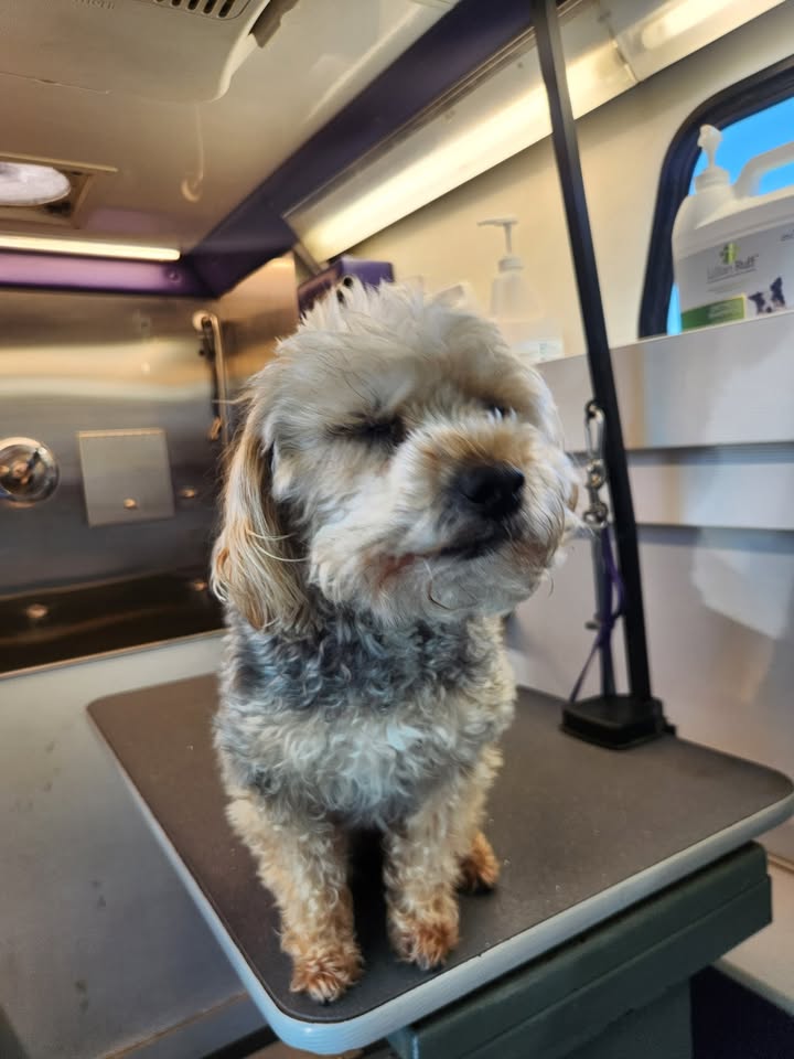 Anita’s Puppy Palace Mobile Pet Grooming And Boarding Kennels