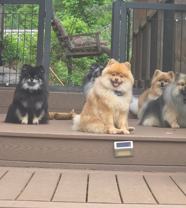 Anita’s Puppy Palace Mobile Pet Grooming And Boarding Kennels