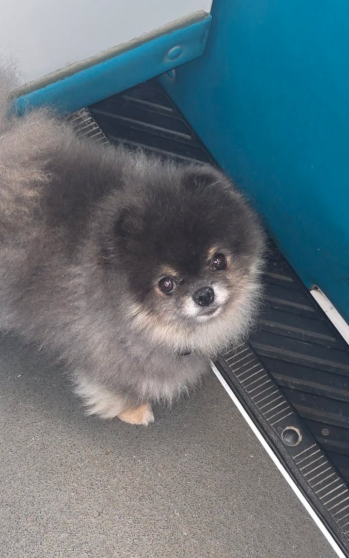 Anita’s Puppy Palace Mobile Pet Grooming And Boarding Kennels