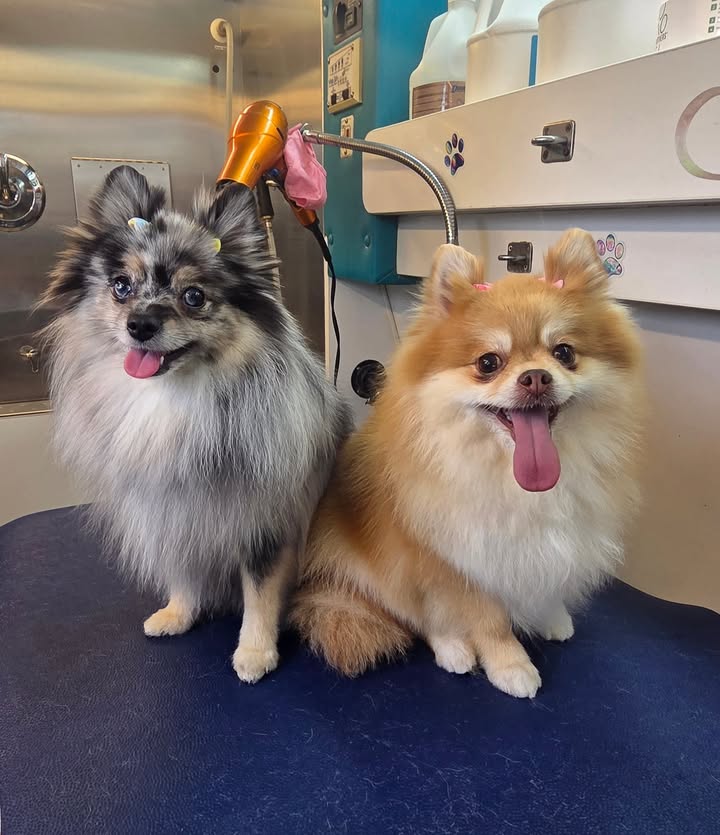 Anita’s Puppy Palace Mobile Pet Grooming And Boarding Kennels