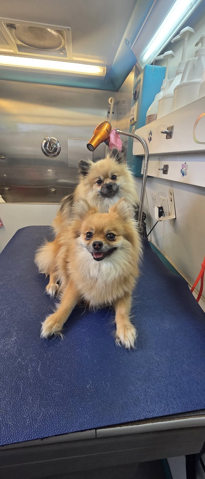 Anita’s Puppy Palace Mobile Pet Grooming And Boarding Kennels