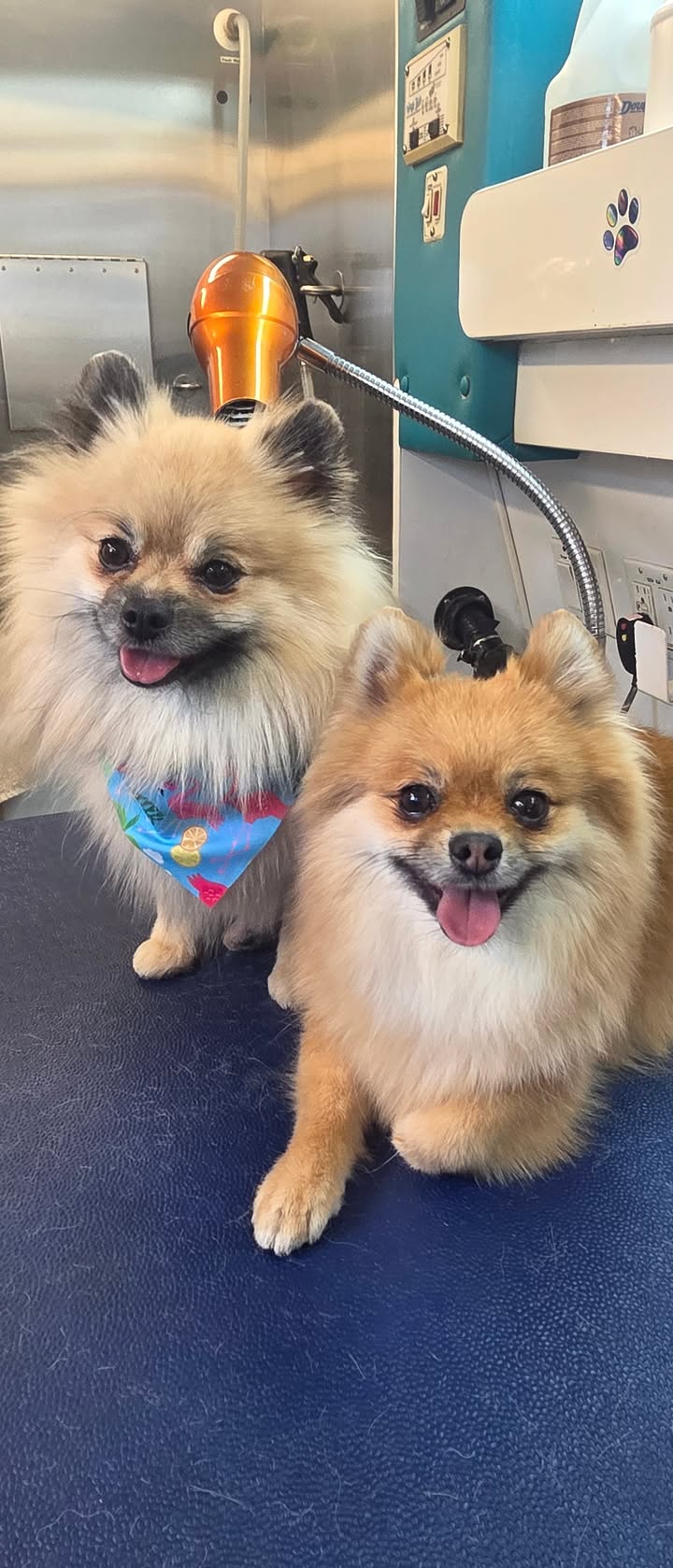 Anita’s Puppy Palace Mobile Pet Grooming And Boarding Kennels
