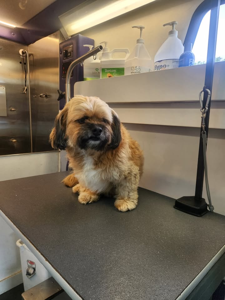Anita’s Puppy Palace Mobile Pet Grooming And Boarding Kennels