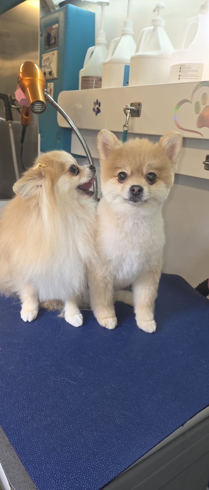 Anita’s Puppy Palace Mobile Pet Grooming And Boarding Kennels