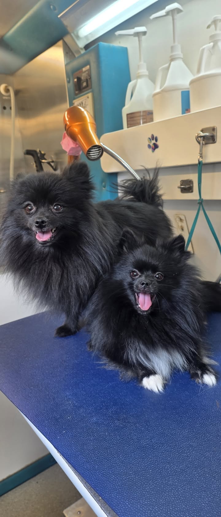 Anita’s Puppy Palace Mobile Pet Grooming And Boarding Kennels