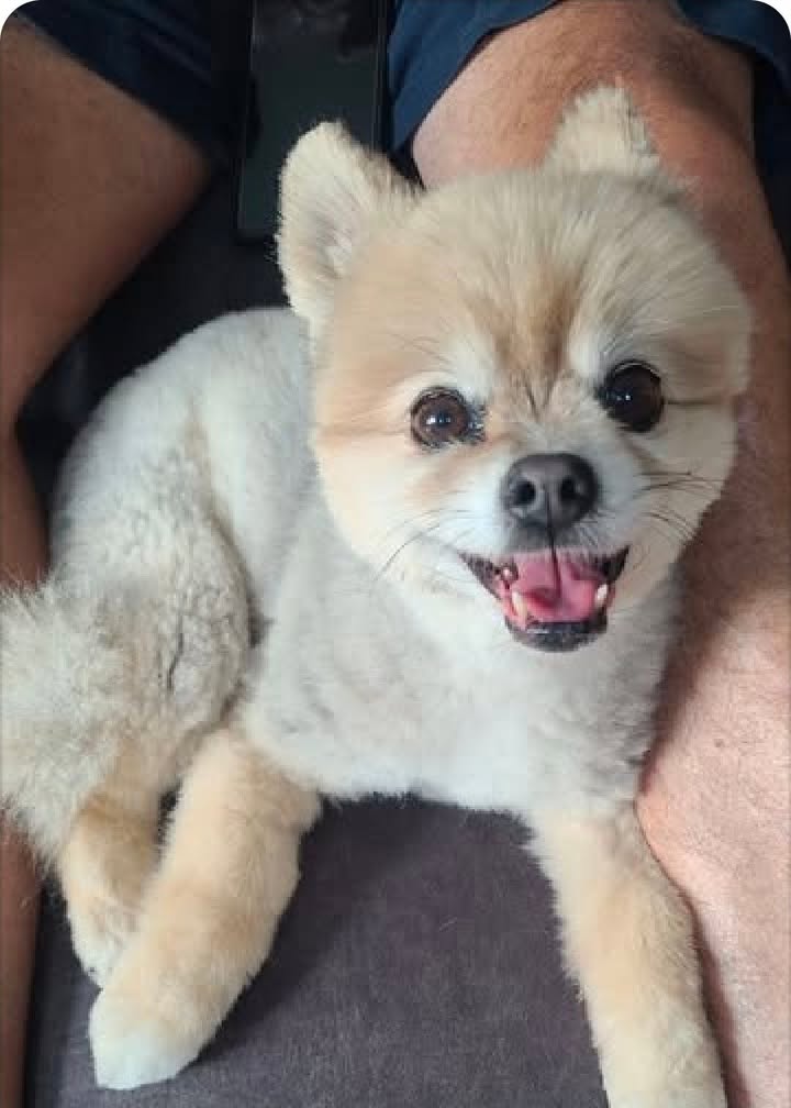 Anita’s Puppy Palace Mobile Pet Grooming And Boarding Kennels