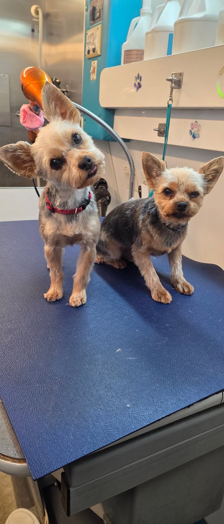 Anita’s Puppy Palace Mobile Pet Grooming And Boarding Kennels
