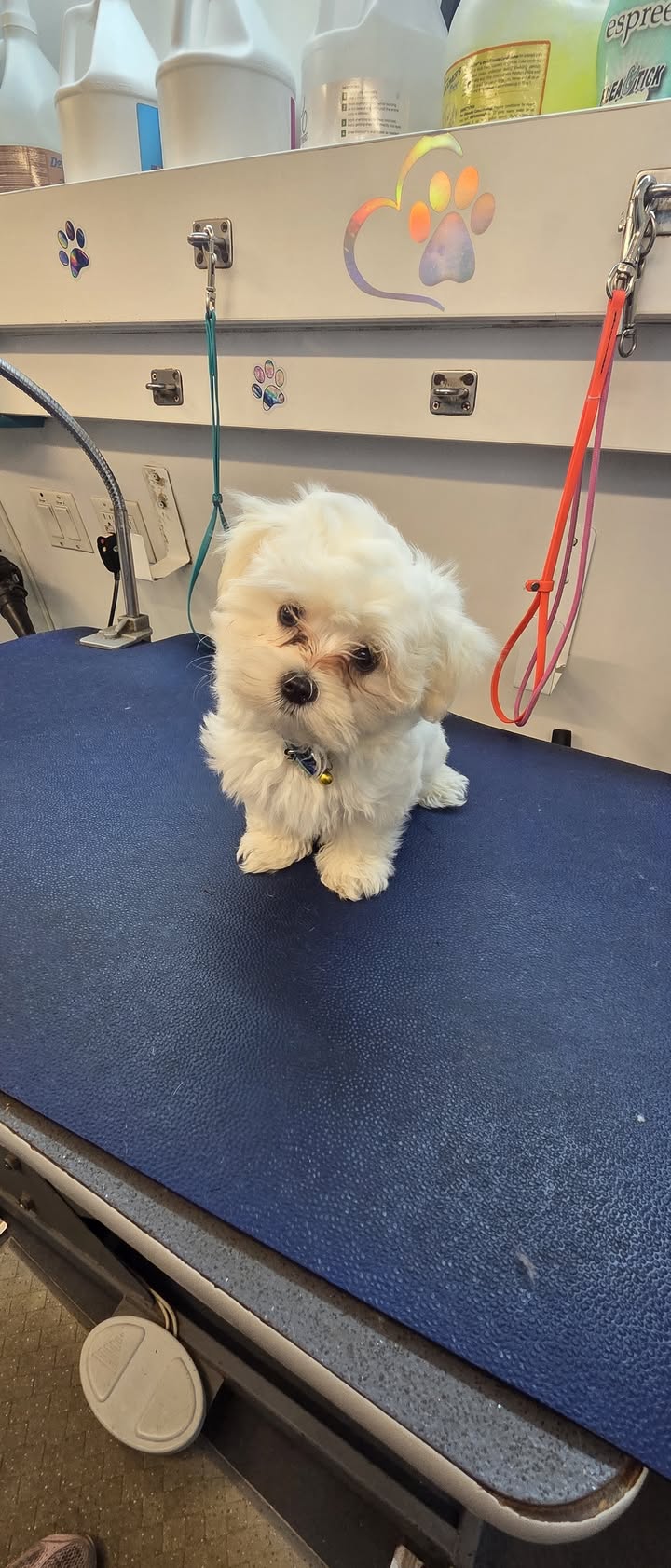 Anita’s Puppy Palace Mobile Pet Grooming And Boarding Kennels