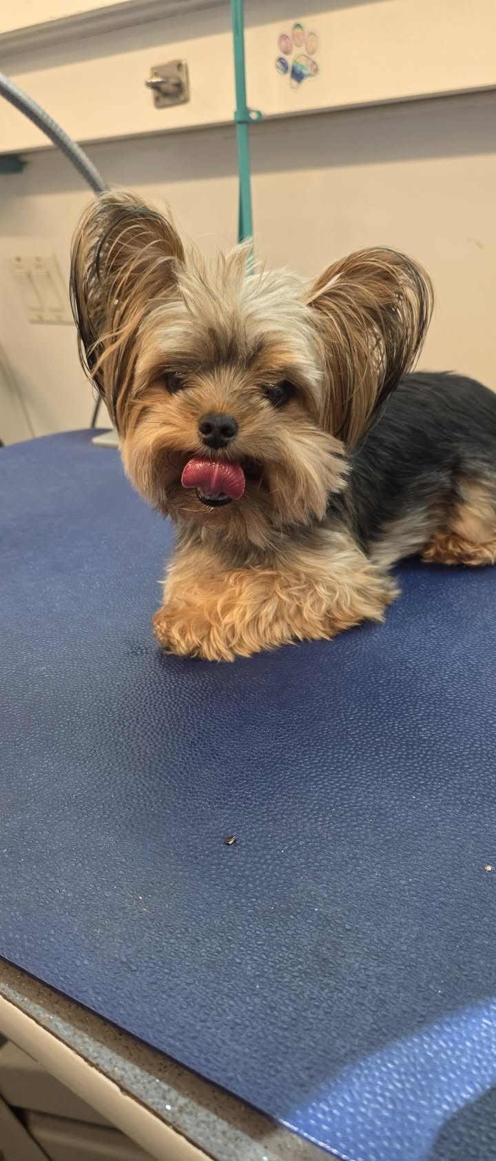 Anita’s Puppy Palace Mobile Pet Grooming And Boarding Kennels