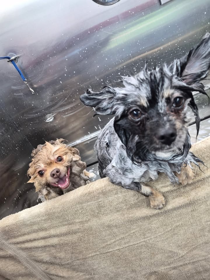 Anita’s Puppy Palace Mobile Pet Grooming And Boarding Kennels
