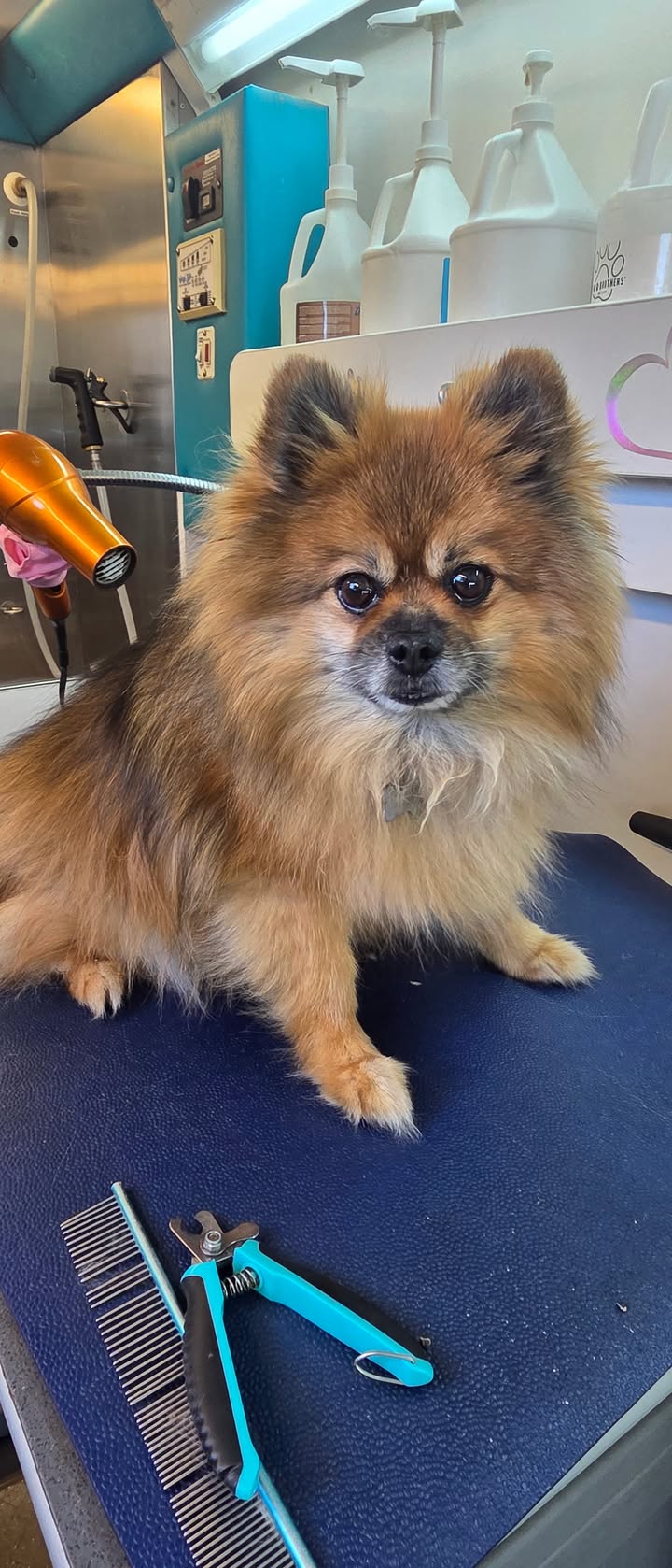 Anita’s Puppy Palace Mobile Pet Grooming And Boarding Kennels
