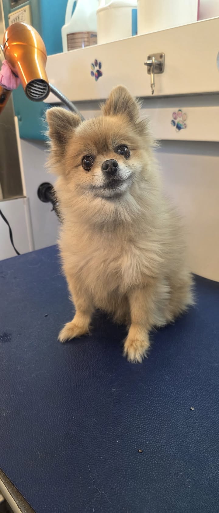 Anita’s Puppy Palace Mobile Pet Grooming And Boarding Kennels