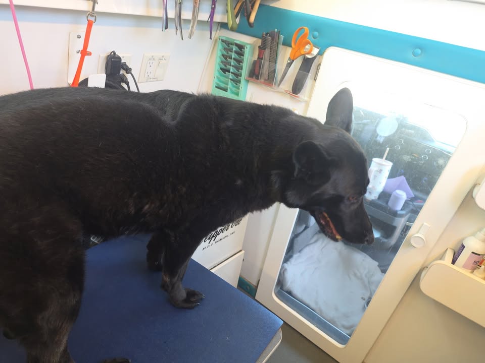 Anita’s Puppy Palace Mobile Pet Grooming And Boarding Kennels