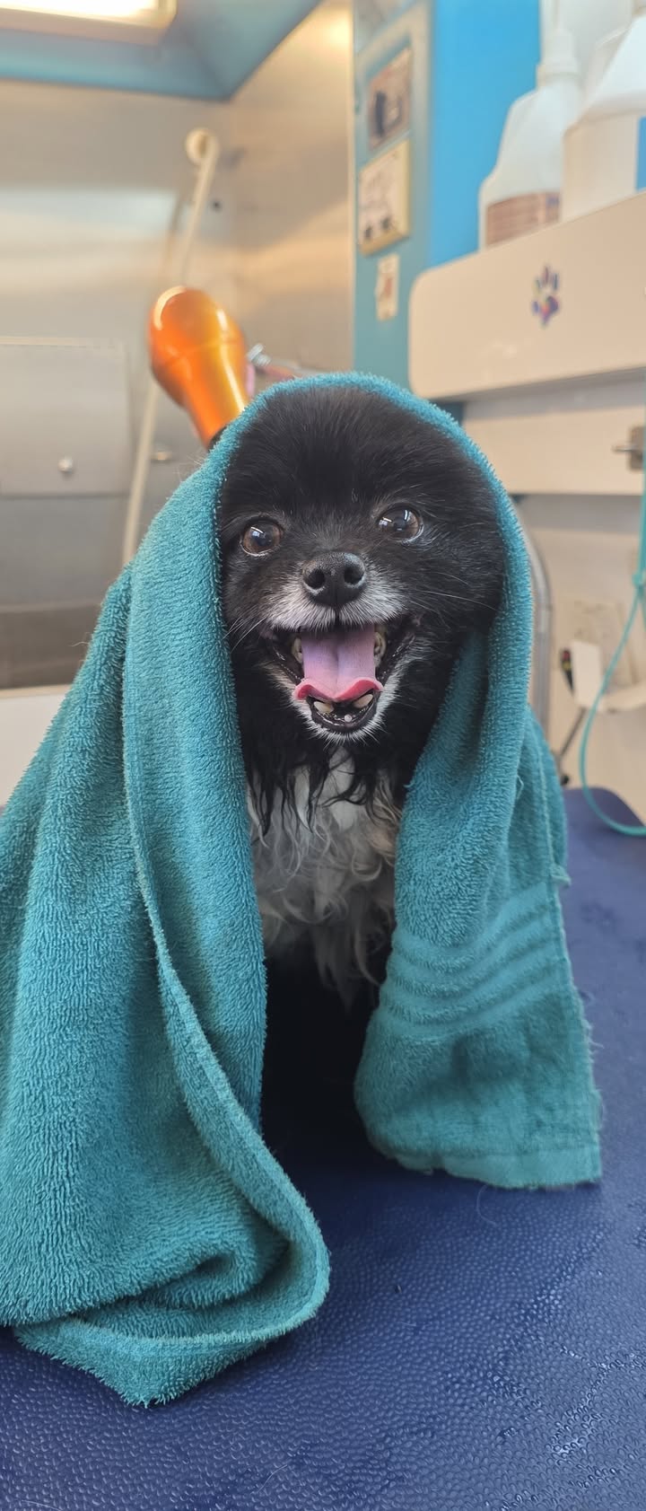 Anita’s Puppy Palace Mobile Pet Grooming And Boarding Kennels