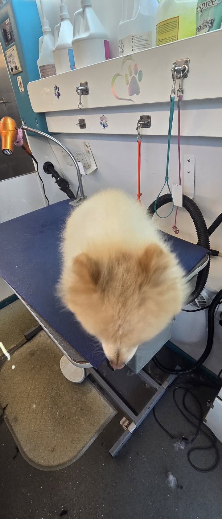 Anita’s Puppy Palace Mobile Pet Grooming And Boarding Kennels