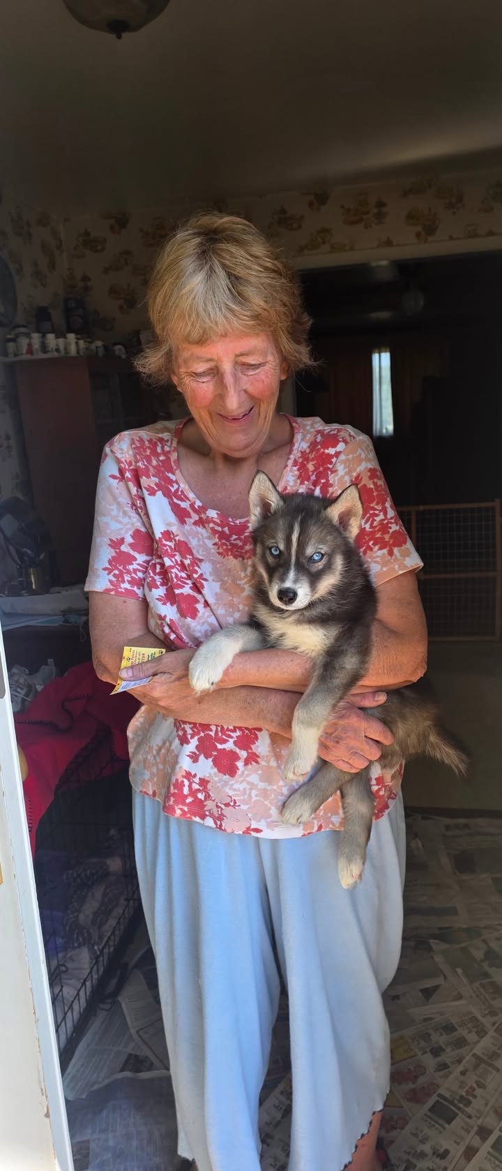 Anita’s Puppy Palace Mobile Pet Grooming And Boarding Kennels