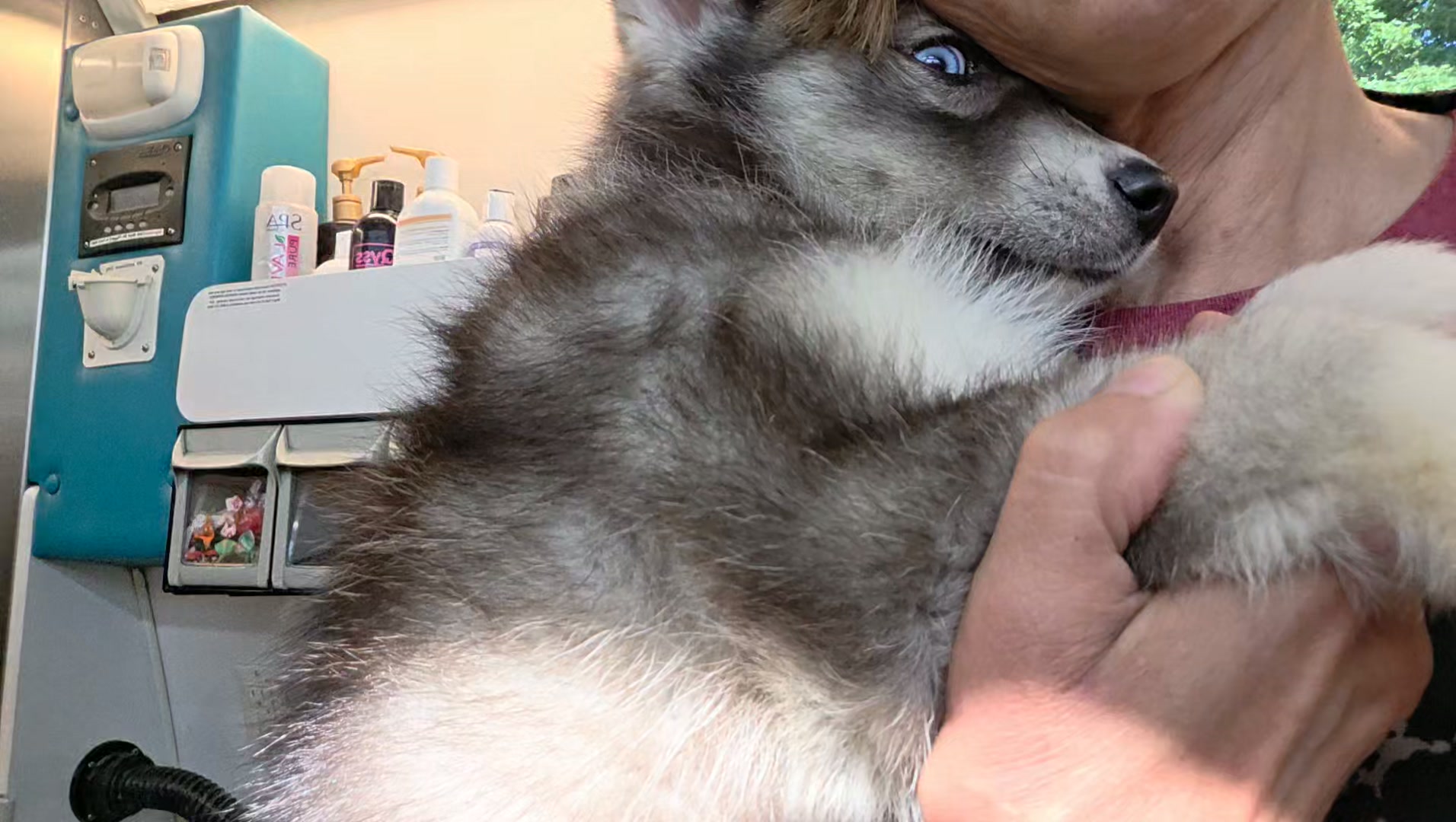 Anita’s Puppy Palace Mobile Pet Grooming And Boarding Kennels