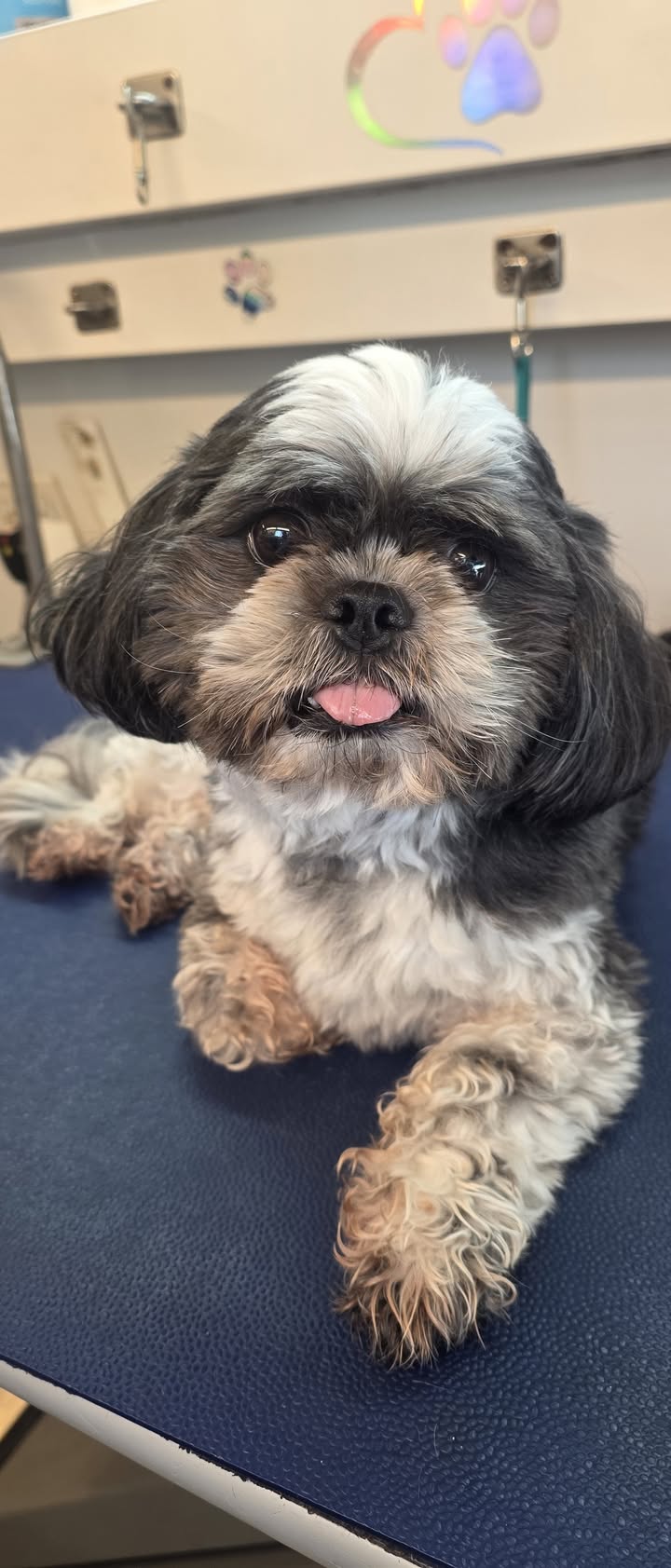 Anita’s Puppy Palace Mobile Pet Grooming And Boarding Kennels