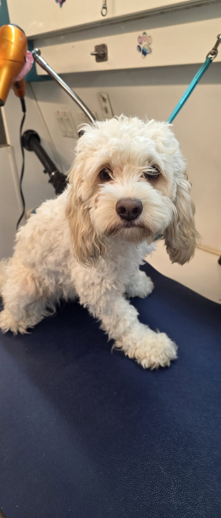 Anita’s Puppy Palace Mobile Pet Grooming And Boarding Kennels