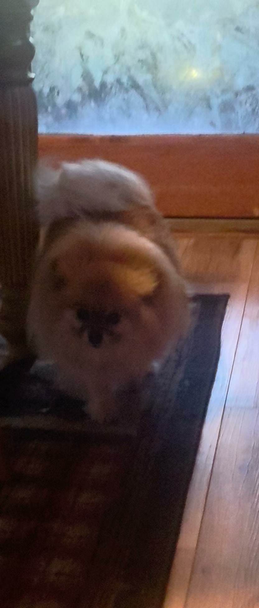 Anita’s Puppy Palace Mobile Pet Grooming And Boarding Kennels