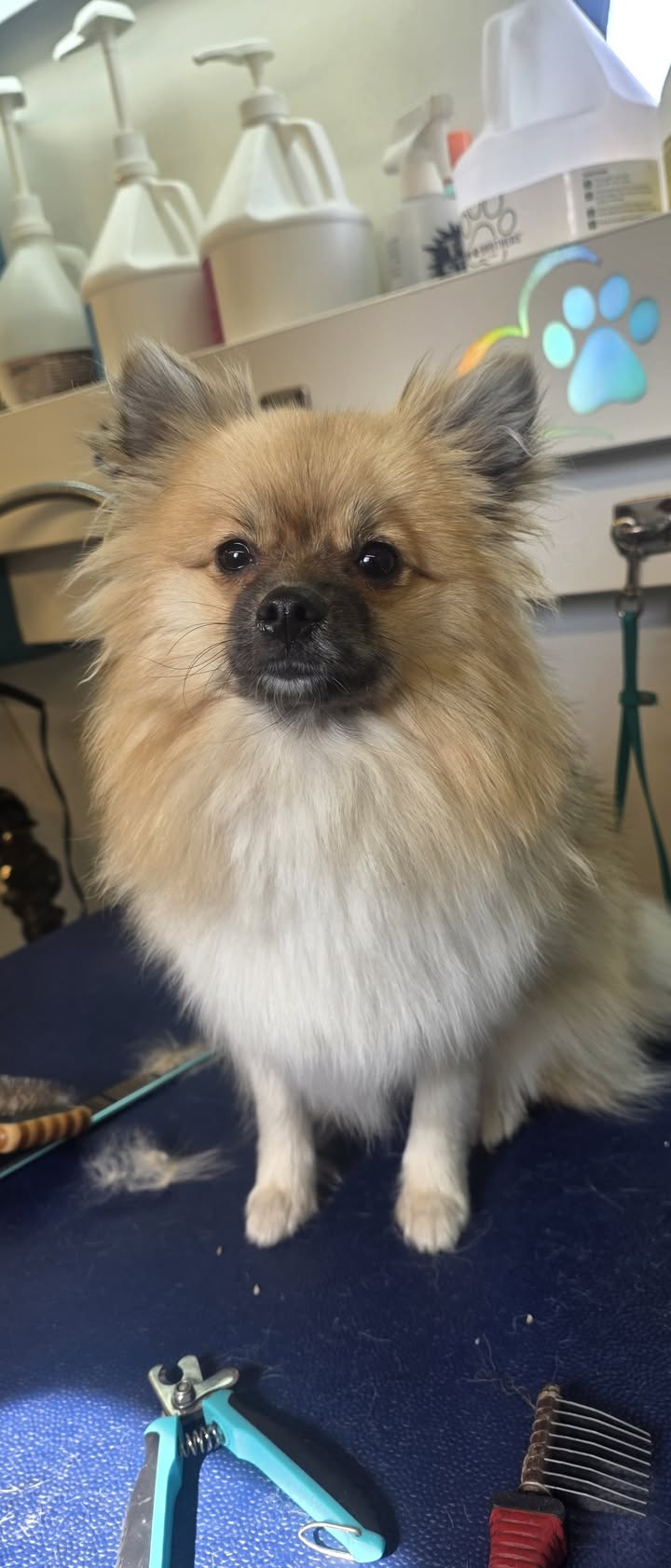 Anita’s Puppy Palace Mobile Pet Grooming And Boarding Kennels