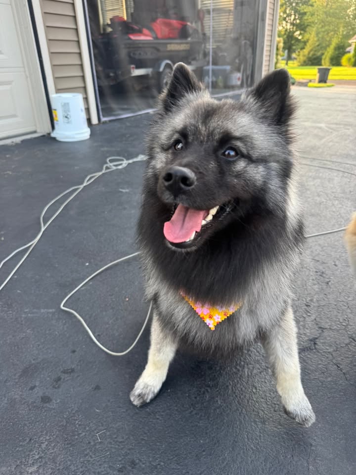 Anita’s Puppy Palace Mobile Pet Grooming And Boarding Kennels