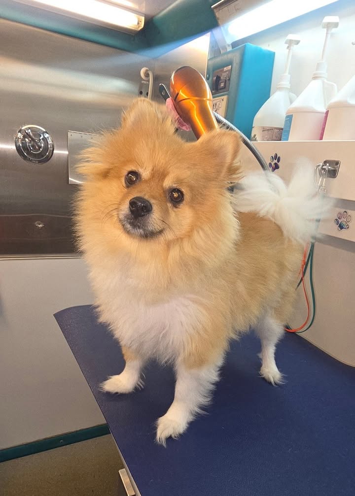 Anita’s Puppy Palace Mobile Pet Grooming And Boarding Kennels