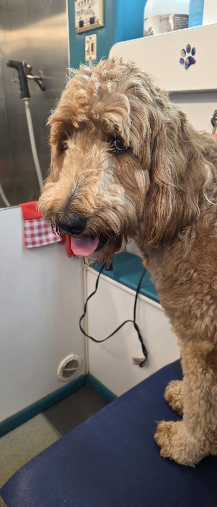 Anita’s Puppy Palace Mobile Pet Grooming And Boarding Kennels
