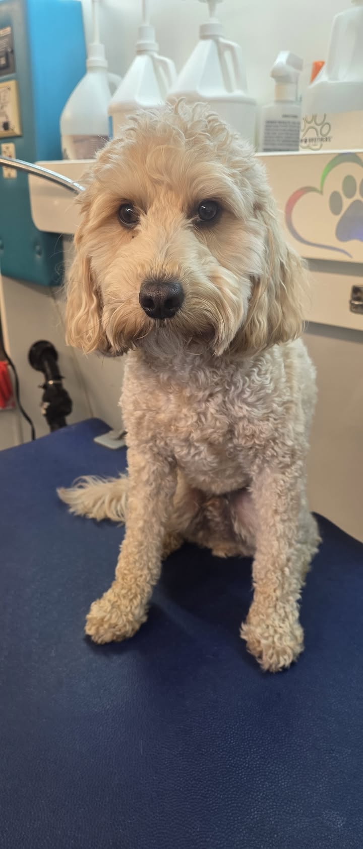 Anita’s Puppy Palace Mobile Pet Grooming And Boarding Kennels