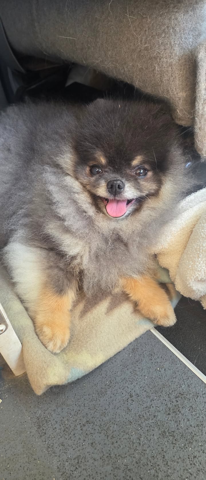 Anita’s Puppy Palace Mobile Pet Grooming And Boarding Kennels