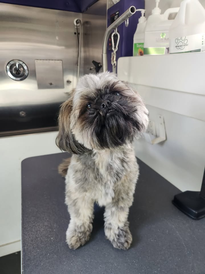 Anita’s Puppy Palace Mobile Pet Grooming And Boarding Kennels