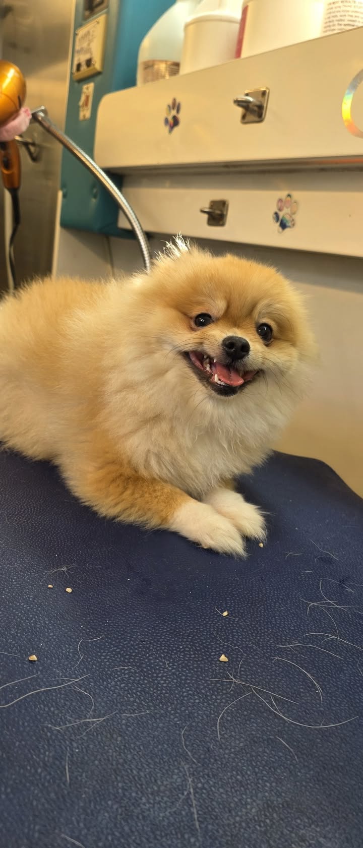 Anita’s Puppy Palace Mobile Pet Grooming And Boarding Kennels