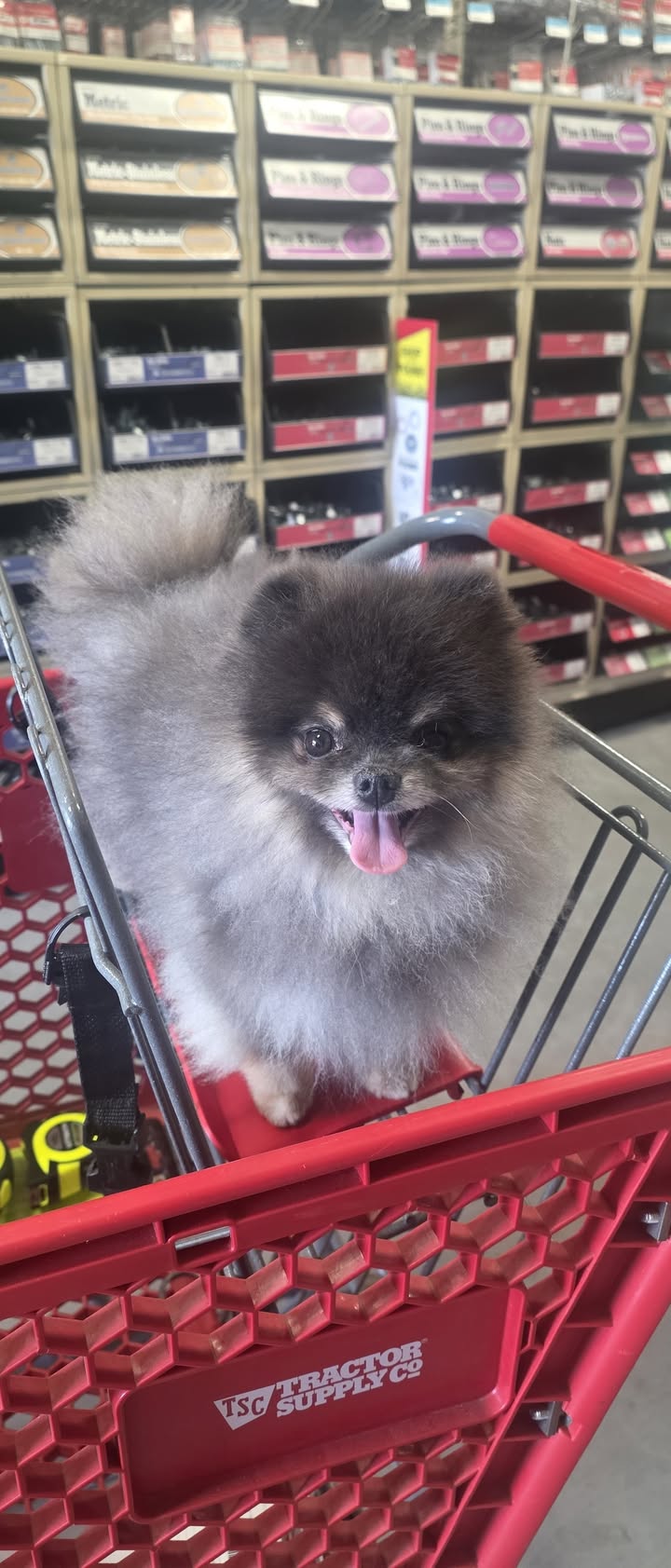 Anita’s Puppy Palace Mobile Pet Grooming And Boarding Kennels